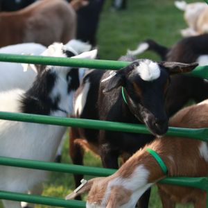 Windmill-days_2025_0003